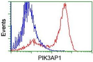 HEK293T cells transfected with either RC214125 overexpress plasmid (Red) or empty vector control plasmid (Blue) were immunostained by anti-PIK3AP1 antibody (ABIN2453456), and then analyzed by flow cytometry. (PIK3AP1 抗体)
