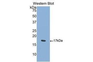 Western Blotting (WB) image for anti-Sema Domain, Immunoglobulin Domain (Ig), Transmembrane Domain (TM) and Short Cytoplasmic Domain, (Semaphorin) 4D (SEMA4D) (AA 502-636) antibody (ABIN1860525) (SEMA4D/CD100 抗体  (AA 502-636))