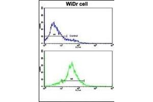 Flow cytometric analysis of WiDr cells using HSP90AB1 Antibody (Center)(bottom histogram) compared to a negative control cell (top histogram). (HSP90AB1 抗体  (AA 438-465))