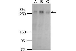 WB Image ZO-1 antibody detects ZO-1 protein by western blot analysis. (TJP1 抗体  (C-Term))