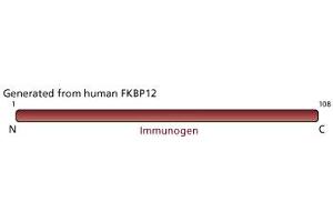 Image no. 1 for anti-FK506 Binding Protein 1A, 12kDa (FKBP1A) (AA 1-108) antibody (ABIN968189) (FKBP1A 抗体  (AA 1-108))