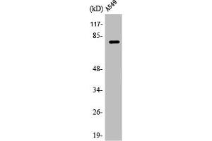 Western Blot analysis of A549 cells using APPL1 Polyclonal Antibody (APPL1 抗体  (Internal Region))