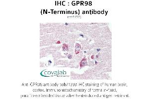 Image no. 1 for anti-G Protein-Coupled Receptor 98 (Gpr98) (Extracellular Domain), (N-Term) antibody (ABIN1735203) (Gpr98 抗体  (Extracellular Domain, N-Term))