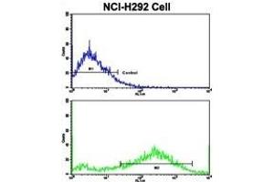 Flow cytometric analysis of NCI- cells using S Antibody (C-term)(bottom histogram) compared to a negative control cell (top histogram). (Osteopontin 抗体  (C-Term))