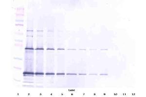 Western Blot (Unreduced) using CD253 / TRAIL antibody (TRAIL 抗体)
