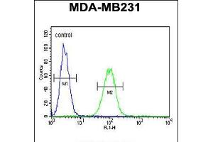 Flow cytometric analysis of MDA-MB231 cells (right histogram) compared to a negative control cell (left histogram). (Cathepsin F 抗体  (AA 261-290))