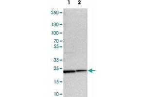 Western blot analysis of cell lysates with YIF1A polyclonal antibody  at 1:250-1:500 dilution. (YIF1A 抗体)