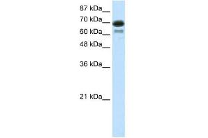 WB Suggested Anti-ELL Antibody Titration: 7. (ELL 抗体  (C-Term))
