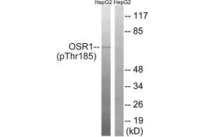 Western Blotting (WB) image for anti-Odd-Skipped Related 1 (OSR1) (pThr185) antibody (ABIN1847632)