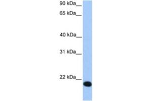 Western Blotting (WB) image for anti-Zinc Finger Protein 833 (ZNF833) antibody (ABIN2463333) (LOC401898 抗体)