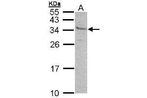 WB Image Sample (30 ug of whole cell lysate) A: 293T 12% SDS PAGE antibody diluted at 1:500 (GEM 抗体  (N-Term))