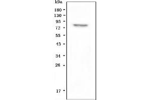 anti-Relaxin/insulin-Like Family Peptide Receptor 2 (RXFP2) antibody