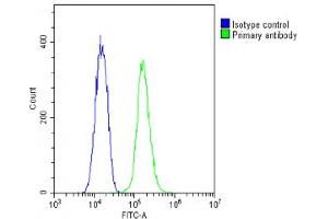 Overlay histogram showing C2C12 cells stained with (ABIN6242190 and ABIN6578880)(green line). (TUBG2 抗体  (AA 400-434))