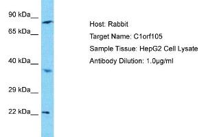 Host: Rabbit Target Name: C1orf105 Sample Type: HepG2 Whole Cell lysates Antibody Dilution: 1. (C1ORF105 抗体  (C-Term))