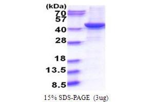 Guanine Nucleotide Binding Protein (G Protein), Q Polypeptide (GNAQ) (AA 1-359) protein (His tag)