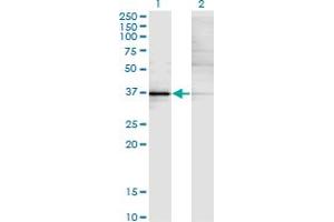 Western Blot analysis of KLF15 expression in transfected 293T cell line by KLF15 monoclonal antibody (M02), clone 1F3. (KLF15 抗体  (AA 1-78))