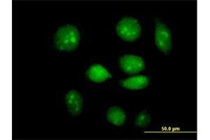 Immunofluorescence of purified MaxPab antibody to ARID3A on HeLa cell. (ARID3A 抗体  (AA 1-593))
