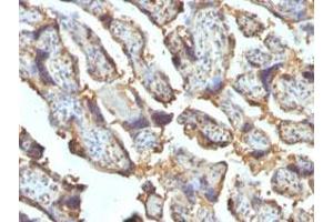 Immunohistochemical staining (Formalin-fixed paraffin-embedded sections) of human placenta with LGALS13 monoclonal antibody, clone PP13/1162 . (LGALS13 抗体  (AA 23-134))