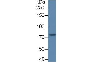 Detection of POSTN in BXPC3 cell lysate using Polyclonal Antibody to Periostin (POSTN) (Periostin 抗体  (AA 370-494))