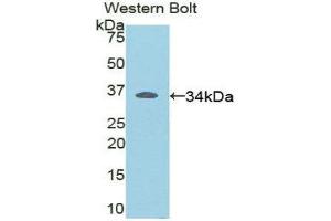 Western Blotting (WB) image for anti-V-Rel Reticuloendotheliosis Viral Oncogene Homolog B (RELB) (AA 176-436) antibody (ABIN1860430) (RELB 抗体  (AA 176-436))