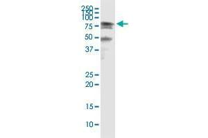 Immunoprecipitation (IP) image for anti-Heat Shock 70kDa Protein 2 (HSPA2) (AA 1-639) antibody (ABIN561383)