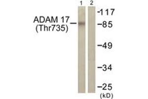 Western blot analysis of extracts from K562 cells treated with UV 5', using ADAM 17 (Phospho-Thr735) Antibody. (ADAM17 抗体  (pThr735))