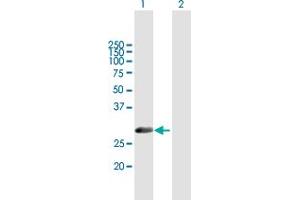 Western Blot analysis of METAP1 expression in transfected 293T cell line by METAP1 MaxPab polyclonal antibody. (METAP1 抗体  (AA 1-272))