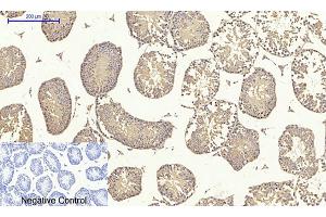 Immunohistochemical analysis of paraffin-embedded mouse testis tissue. (TGFB1 抗体  (AA 310-390))