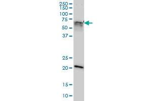 GATAD2A monoclonal antibody (M01), clone 3F3 Western Blot analysis of GATAD2A expression in Hela NE (GATAD2A 抗体  (AA 26-134))