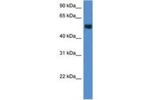 Image no. 1 for anti-Carbohydrate (N-Acetylglucosamine-6-O) Sulfotransferase 2 (CHST2) (AA 230-279) antibody (ABIN6747221) (CHST2 抗体  (AA 230-279))
