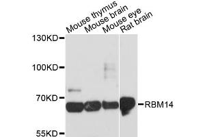 Western blot analysis of extracts of various cell lines, using RBM14 antibody (ABIN6290247) at 1:3000 dilution. (RBM14 抗体)