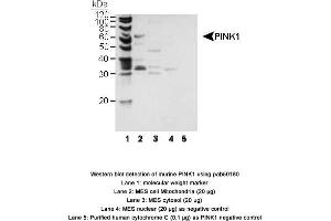 Image no. 1 for anti-PTEN Induced Putative Kinase 1 (PINK1) (AA 1-50), (N-Term) antibody (ABIN363489) (PINK1 抗体  (N-Term))