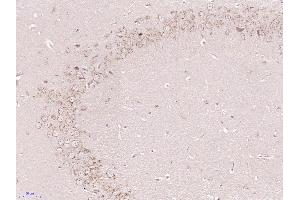 Paraformaldehyde-fixed, paraffin embedded Mouse brain Antigen retrieval by boiling in sodium citrate buffer (pH6. (GLDN 抗体  (AA 365-460))
