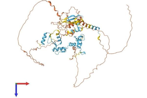 ZNF653 Protein (AA 1-615) (His tag)