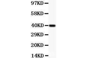 Anti-MCL1 Picoband antibody,  All lanes: Anti MCL1  at 0. (MCL-1 抗体  (AA 1-350))