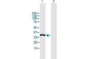 Western Blot analysis of MCTP2 expression in transfected 293T cell line by MCTP2 MaxPab polyclonal antibody. (MCTP2 抗体  (AA 1-306))