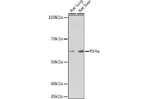 Western blot analysis of extracts of various cell lines, using RXRα antibody (ABIN7269948) at 1:1000 dilution.