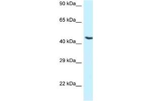 WB Suggested Anti-NR5A1 Antibody Titration: 1. (NR5A1 抗体  (Middle Region))