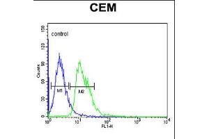 Flow cytometric analysis of CEM cells (right histogram) compared to a negative control cell (left histogram). (DIAPH2 抗体  (AA 870-899))