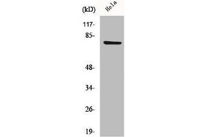 Western Blot analysis of HeLa cells using CEP78 Polyclonal Antibody (CEP78 抗体  (Internal Region))