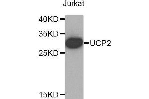 Western blot analysis of extracts of Jurkat cells, using UCP2 antibody (ABIN5972310). (UCP2 抗体)