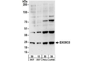 Western Blotting (WB) image for anti-Exosome Component 5 (EXOSC5) (AA 1-50) antibody (ABIN7450229)