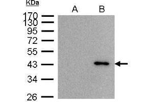 IP Image BRE antibody immunoprecipitates BRE protein in IP experiments. (BRE 抗体)
