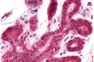 Anti-DUSP26 antibody  ABIN1048527 IHC staining of human breast.
