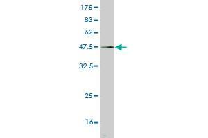 Western Blot detection against Immunogen (45. (FGF12 抗体  (AA 1-181))