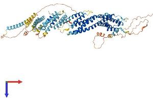 Coiled-Coil Domain Containing 142 (CCDC142) (AA 1-738) protein (His tag)