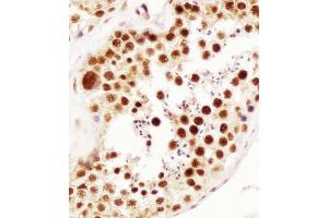 Antibody staining ELAVL1 in human testis tissue sections by Immunohistochemistry (IHC-P - paraformaldehyde-fixed, paraffin-embedded sections). (ELAVL1 抗体)