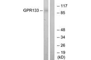 Western Blotting (WB) image for anti-G Protein-Coupled Receptor 133 (GPR133) (AA 461-510) antibody (ABIN2890844) (G Protein-Coupled Receptor 133 抗体  (AA 461-510))