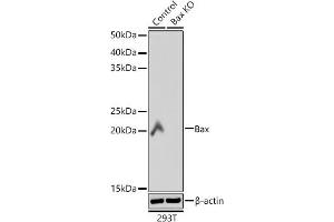 Western blot analysis of extracts from wild type (WT) and Bax knockout (KO) 293T cells, using Bax antibody (ABIN7265855) at 1:1000 dilution. (BAX 抗体)