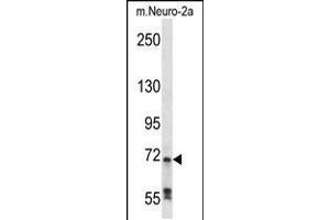 Western blot analysis in mouse Neuro-2a cell line lysates (35ug/lane). (RAF1 抗体  (N-Term))